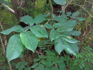 Jamaica-Dogwood_(5601309367)_wikicommons